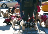 Dog Walking Apps: Are They Safe?